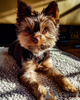 Photo №1. yorkshire terrier - for sale in the city of Värnamo | 528$ | Announcement № 48041