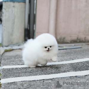 Photo №3. Purebred Pomeranian Puppies with Playful Personalities!. Germany