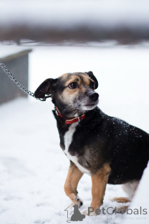 Photo №1. non-pedigree dogs - for sale in the city of St. Petersburg | Is free | Announcement № 162858