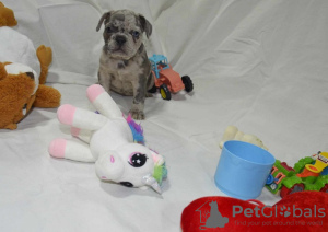 Photo №4. I will sell french bulldog in the city of Kragujevac. breeder - price - negotiated