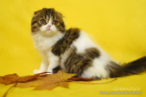 Photo №3. Purebred Scottish kittens - fold. Belarus