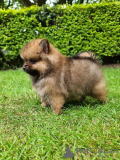 Photo №1. pomeranian - for sale in the city of Derventa | 634$ | Announcement № 85910