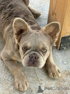 Photo №1. french bulldog - for sale in the city of Belgrade | 2581$ | Announcement № 154876