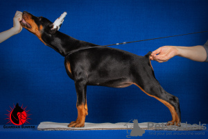 Photo №2 to announcement № 10579 for the sale of dobermann - buy in Russian Federation from nursery