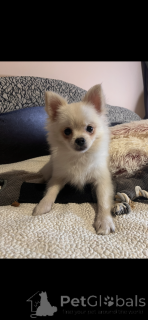 Photo №4. I will sell german spitz, pomeranian in the city of Paris. breeder - price - 1497$