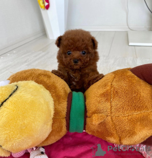 Photo №4. I will sell poodle (toy) in the city of Гамбург. breeder - price - 423$