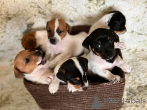 Photo №1. jack russell terrier - for sale in the city of Narva | 1268$ | Announcement № 50289