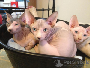 Photo №1. sphynx-katze - for sale in the city of Lisbon | 379$ | Announcement № 13792