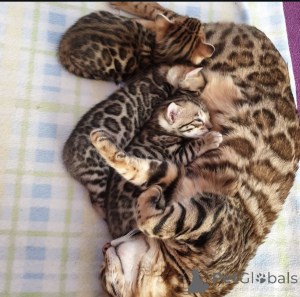 Photo №3. Lovely Bengal kitties for Adoption now. Germany