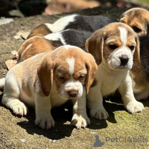 Photo №4. I will sell beagle in the city of Bonn. private announcement - price - 500$