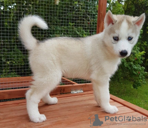 Photo №2 to announcement № 115603 for the sale of siberian husky - buy in Netherlands breeder