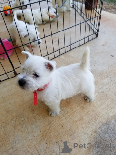 Photo №2 to announcement № 150507 for the sale of west highland white terrier - buy in United Kingdom breeder