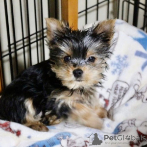 Photo №2 to announcement № 133371 for the sale of yorkshire terrier - buy in Germany private announcement