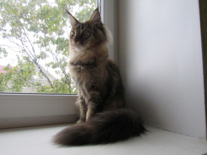 Photo №2 to announcement № 3476 for the sale of maine coon - buy in Belarus from nursery