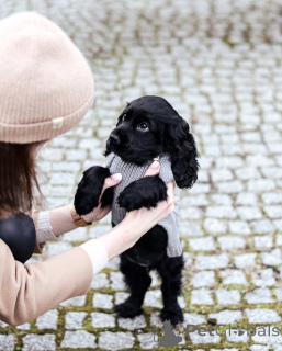 Photo №2 to announcement № 159564 for the sale of english cocker spaniel - buy in Germany private announcement