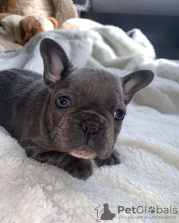 Photo №1. french bulldog - for sale in the city of Vilnius | negotiated | Announcement № 78165