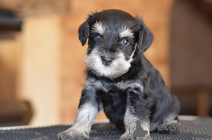 Photo №4. I will sell schnauzer in the city of Riga. breeder - price - negotiated