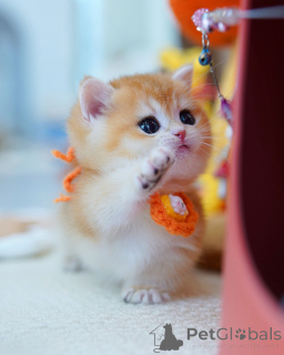 Photo №1. british shorthair - for sale in the city of Brussels | negotiated | Announcement № 165878