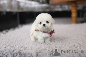 Photo №1. bichon frise - for sale in the city of Indiana | Is free | Announcement № 155042