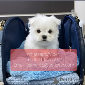 Photo №1. maltese dog - for sale in the city of St. Petersburg | 400$ | Announcement № 107008