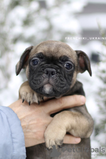 Photo №4. I will sell french bulldog in the city of Амстердам. private announcement - price - 1000$