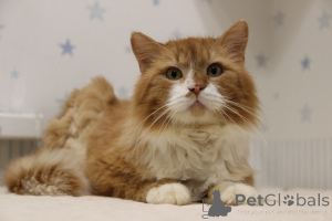 Photo №2 to announcement № 139192 for the sale of  - buy in Belarus from the shelter