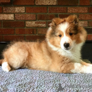 Photo №2 to announcement № 164897 for the sale of shetland sheepdog - buy in Belgium private announcement, breeder