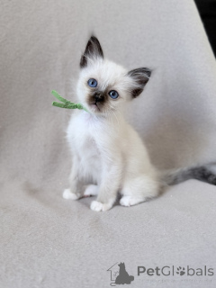Photo №1. ragdoll - for sale in the city of Brussels | Is free | Announcement № 171410