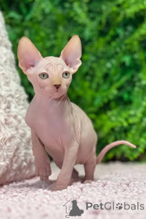 Photo №2 to announcement № 173292 for the sale of sphynx cat - buy in Poland private announcement, breeder