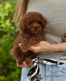 Photo №1.  - for sale in the city of Vienna | 376$ | Announcement № 140245