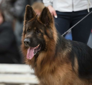 Photo №4. I will sell german shepherd in the city of Mozhaisk. breeder - price - Negotiated