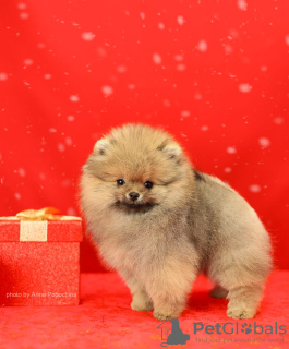 Photo №1. pomeranian - for sale in the city of Lobnya | 1374$ | Announcement № 92241