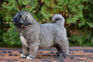 Additional photos: Caucasian Shepherd Dog puppies