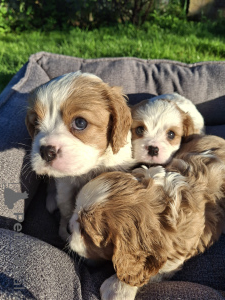 Photo №4. I will sell american cocker spaniel, english cocker spaniel, english springer spaniel, welsh springer spaniel, irish water spaniel, spanish water dog, spanisch mastiff, cavalier king charles spaniel, cavalier king charles spaniel, clumber spaniel, russian spaniel, tibetan spaniel in the city of Riga. private announcement, from nursery, breeder - price - 1135$