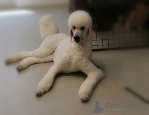Photo №4. I will sell poodle (dwarf) in the city of Belgrade. breeder - price - negotiated