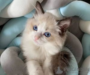 Photo №2 to announcement № 109870 for the sale of ragdoll - buy in Greece breeder