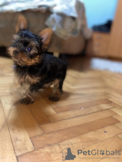 Additional photos: Mini Yorkies