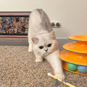 Photo №1. british shorthair - for sale in the city of Glasgow | negotiated | Announcement № 173817
