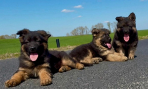 Photo №3. German Shepherd. Poland