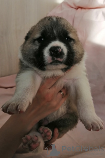 Photo №4. I will sell central asian shepherd dog in the city of Ryazan. private announcement - price - negotiated
