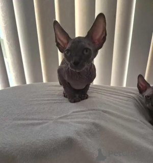 Photo №3. Sphynx-Kätzchen. Germany