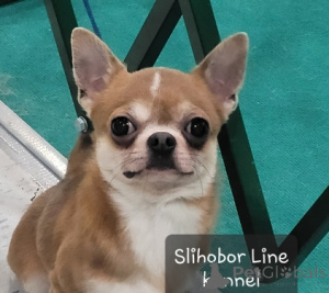 Photo №2 to announcement № 5526 for the sale of chihuahua - buy in Russian Federation private announcement, breeder