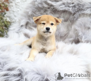 Photo №4. I will sell shiba inu in the city of Berlin. private announcement, from nursery, from the shelter, breeder - price - 527$