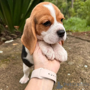 Additional photos: We have a litter of beautiful beagle puppies,