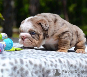 Photo №3. Teacup-english bulldog zur Adoption. Germany