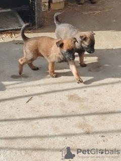 Photo №2 to announcement № 132414 for the sale of belgian shepherd - buy in Serbia private announcement
