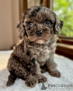 Photo №1. cavalier king charles spaniel - for sale in the city of Paris | negotiated | Announcement № 113402