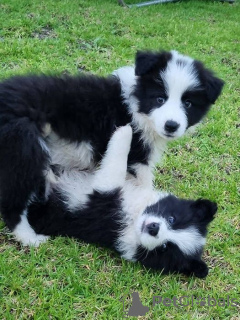 Photo №1. border collie - for sale in the city of Брауншвейг | 94$ | Announcement № 129411