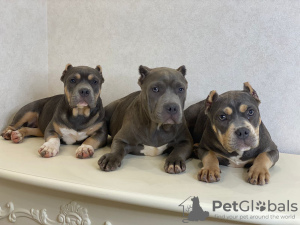Photo №2 to announcement № 11714 for the sale of american bully - buy in Russian Federation from nursery