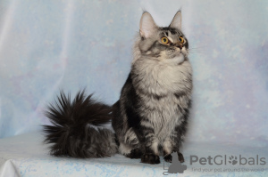 Photo №2 to announcement № 100094 for the sale of maine coon - buy in Russian Federation from nursery, breeder